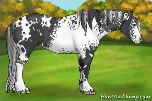 Horse Color:White Spotted Black 