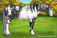 Horse Color:White Spotted Black