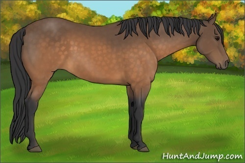 Horse Color:Buckskin 