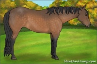 Horse Color:Buckskin