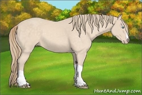 Horse Color:Perlino 