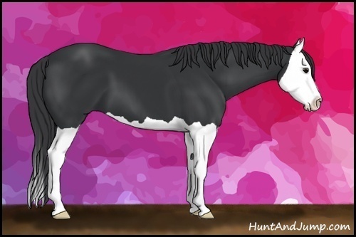 Horse Color:Black Splash 