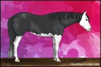 Horse Color:Black Splash