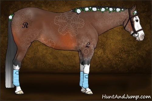 Horse Color:Bay Sabino Splash 