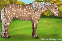 Horse Color:Chocolate Silver Brown Appaloosa 