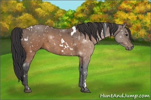 Horse Color:White Spotted Buckskin 