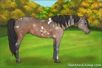 Horse Color:White Spotted Buckskin 