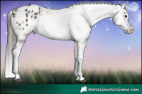 Horse Color:White Spotted Brown Appaloosa 