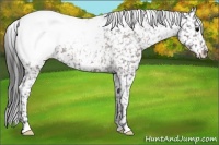 Horse Color:Brown Appaloosa 