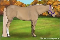 Horse Color:Palomino