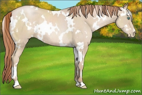 Horse Color:White Spotted Smoky Black Pearl Rabicano 