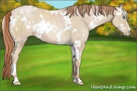 Horse Color:White Spotted Smoky Black Pearl Rabicano 