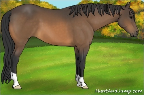 Horse Color:Buckskin