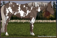 Horse Color:White Spotted Silver Black