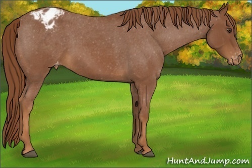 Horse Color:Red Roan Varnish