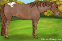 Horse Color:Red Roan Varnish 