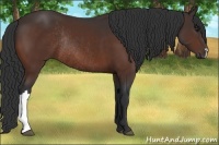 Horse Color:Bay Rabicano 