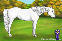 Horse Color:Gray Chestnut 