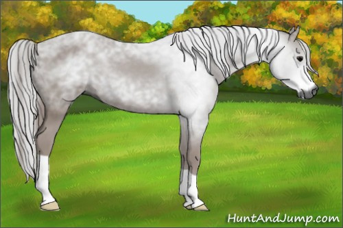 Horse Color:Gray Black