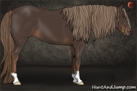 Horse Color:Liver Chestnut 