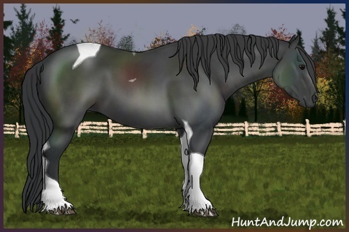 Horse Color:Black Sabino Tobiano 