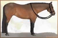 Horse Color:Buckskin 