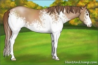 Horse Color:White Spotted Brown Pearl 