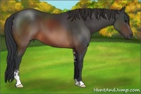 Horse Color:Brown Sabino 