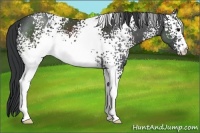 Horse Color:White Spotted Black 