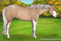 Horse Color:Silver Brown Pearl Sabino 
