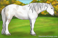 Horse Color:Gray Buckskin Sabino Tobiano