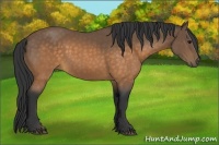 Horse Color:Buckskin 