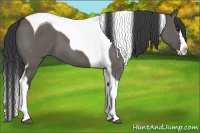 Horse Color:Grullo Splash Tobiano 