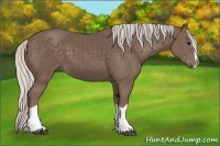 Horse Color:Silver Black Splash