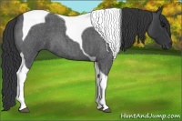 Horse Color:Blue Roan Tobiano