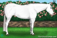 Horse Color:Black Tobiano Blanket