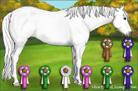 Horse Color:Gray Black Sabino 