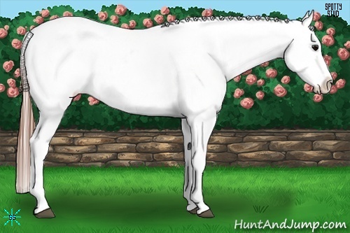 Horse Color:Black Blanket Rabicano