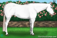 Horse Color:Black Appaloosa Rabicano 