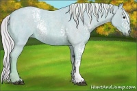 Horse Color:Watercolor White Spotted Silver Blue Roan Rabicano 