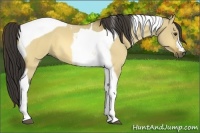 Horse Color:Buckskin Dun Tobiano