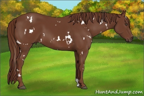 Horse Color:White Spotted Chestnut 