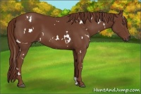 Horse Color:White Spotted Chestnut 
