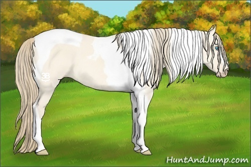 Horse Color:Perlino Dun Tobiano 