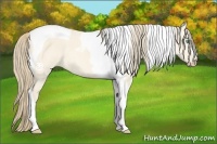 Horse Color:Perlino Dun Tobiano