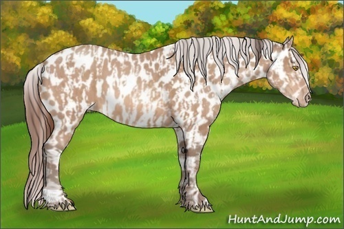 Horse Color:Amber Champagne Appaloosa  and Amber Champagne Appaloosa 