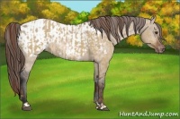 Horse Color:Red Dun and Bay Dun Appaloosa