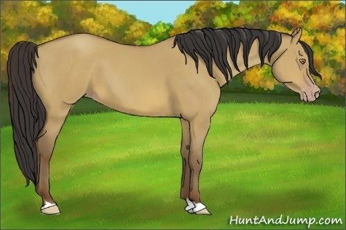 Horse Color:Sable Champagne Dun 