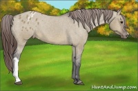 Horse Color:Brown Dun Appaloosa 