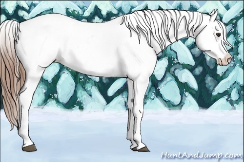 Horse Color:Red Dun Appaloosa 